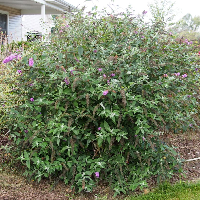 Herfstsering Flower Power (Bicolor) - Buddleja (Foliage)