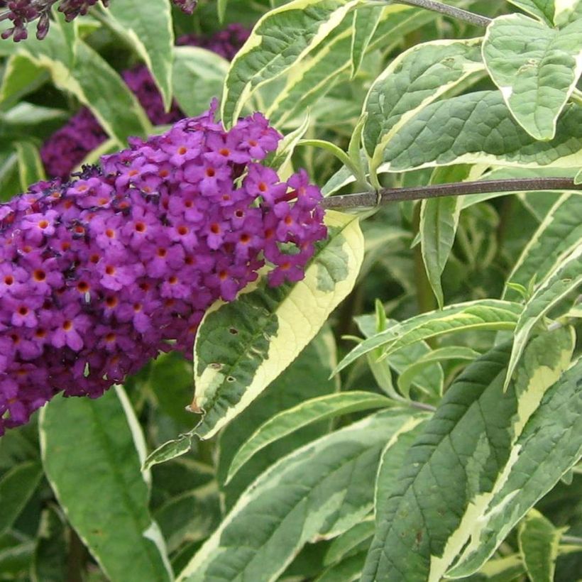 Vlinderstruik Harlequin - Buddleja davidii (Foliage)