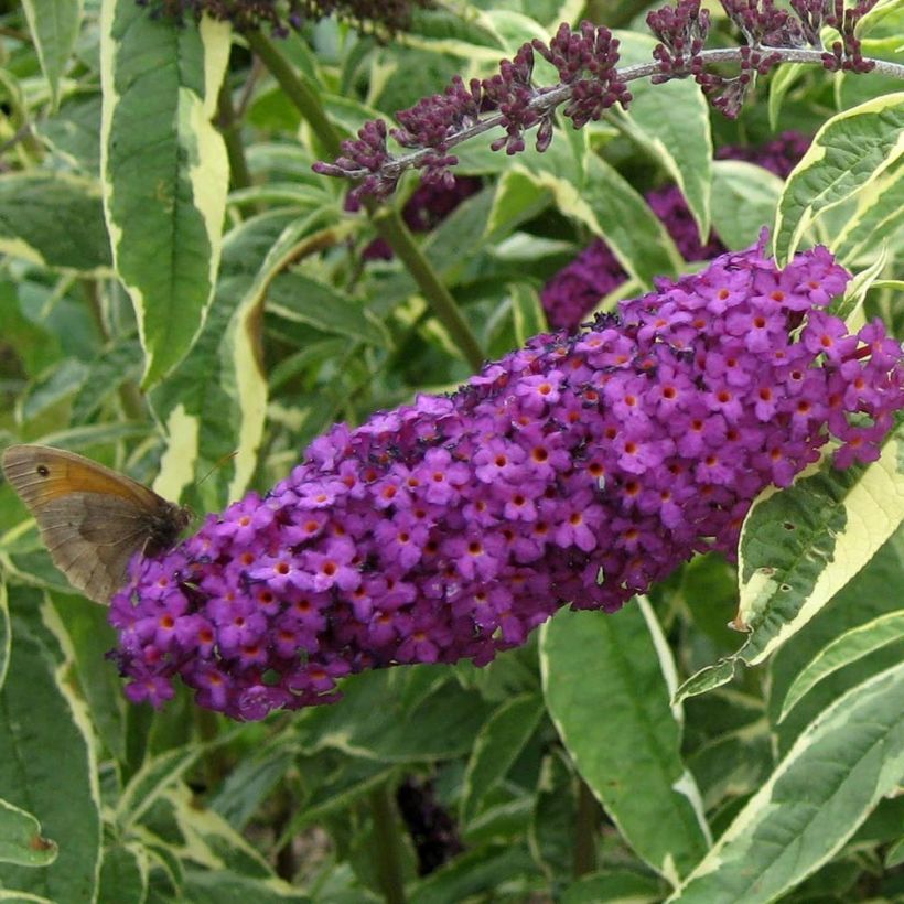 Vlinderstruik Harlequin - Buddleja davidii (Flowering)