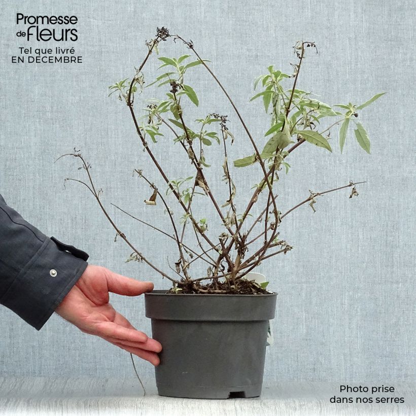 Example of Buddleia davidii Harlequin - Arbre à papillons panaché Pot van 2 l/3 l as you get in hiver