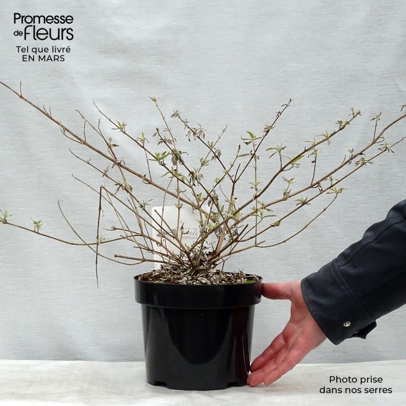 Example of Buddleia davidii Masquerade - Arbre aux papillons Pot van 3 l/4 l as you get in hiver