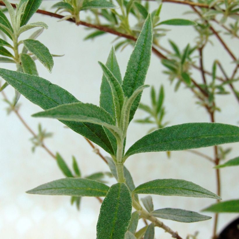 Vlinderstruik Nanho Blauw - Buddleja davidii (Foliage)