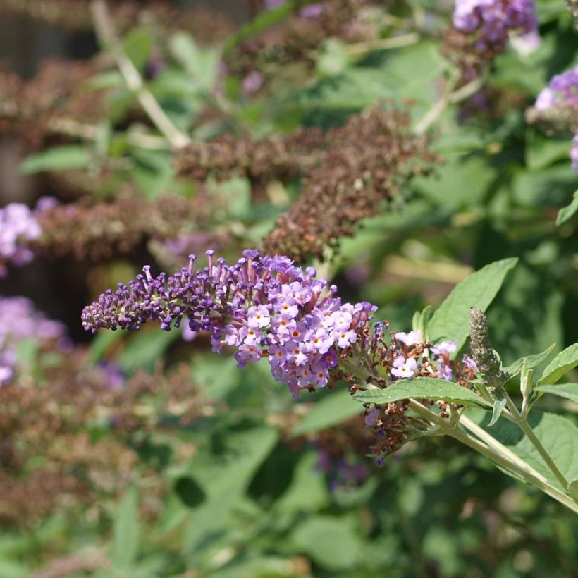 Vlinderstruik Nanho Paars - Buddleja davidii (Flowering)