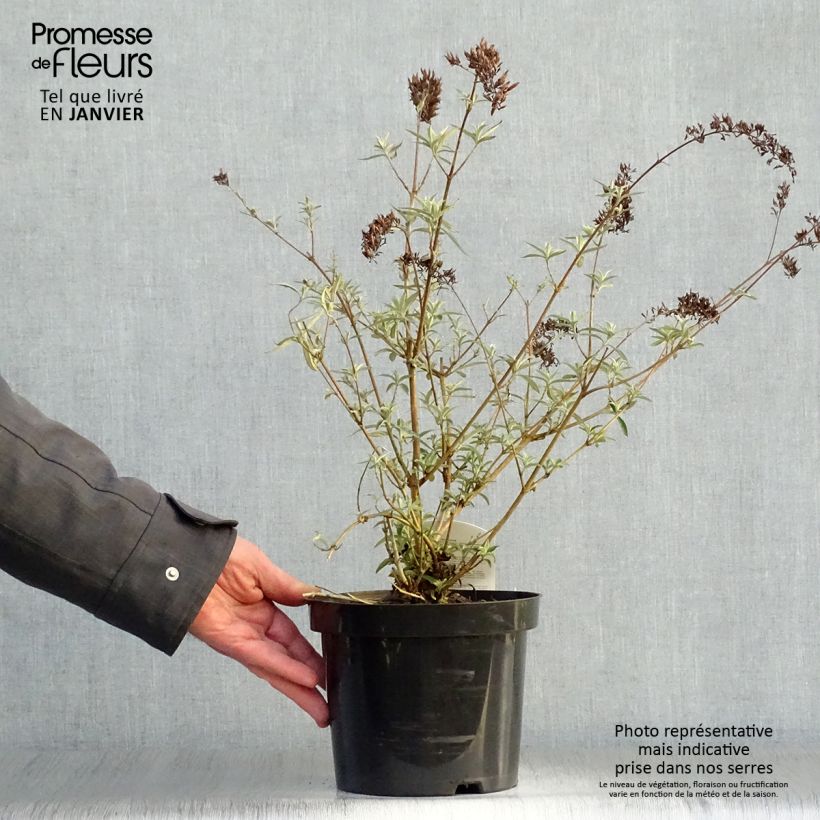 Example of Buddleia davidii Nanho Purple - Arbre aux papillons nain Pot van 2 l/3 l as you get in hiver