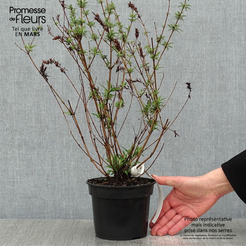 Example of Buddleia davidii Nanho White - Arbre aux papillons nain Pot van 2 l/3 l as you get in hiver