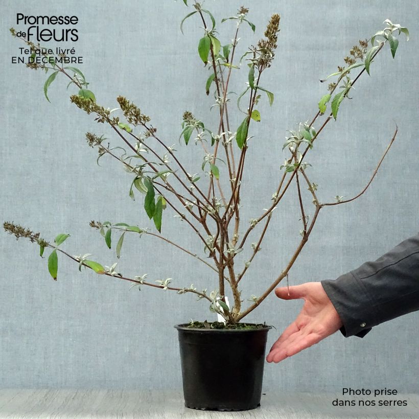 Example of Vlinderstruik Pink Delight - Buddleja davidii Pot van 3 l/4 l as you get in hiver
