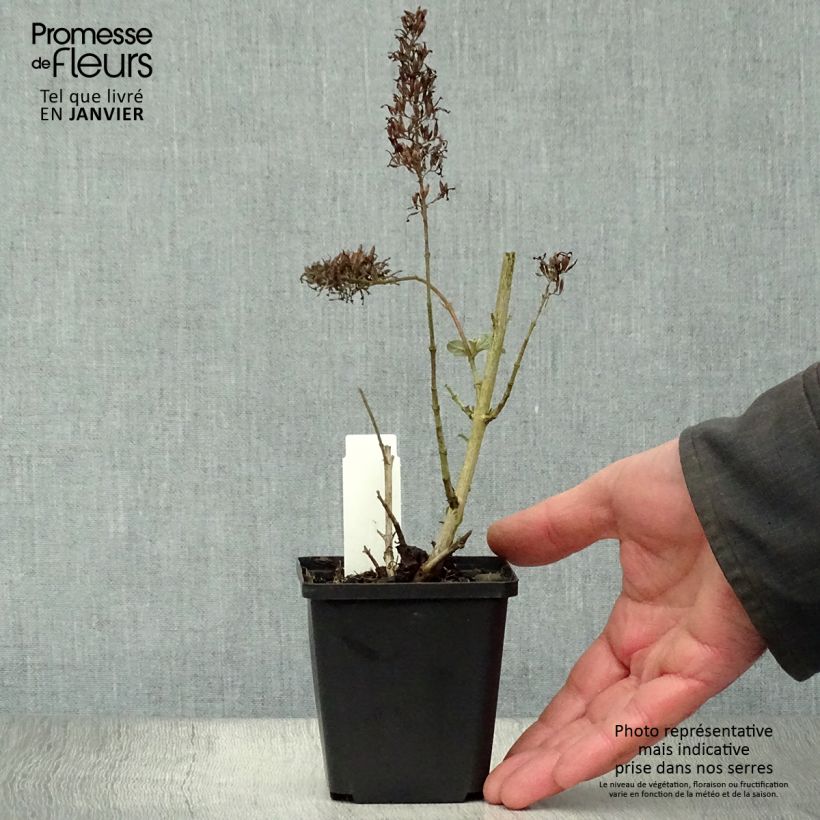 Example of Vlinderstruik Pink Delight - Buddleja davidii Kweekpotje van 8/9 cm as you get in hiver