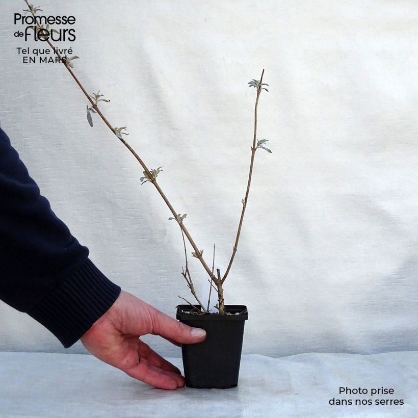 Exemplaar van Vlinderstruik Pink Delight - Buddleja davidii Kweekpotje van 8/9 cm zoals geleverd in de lente