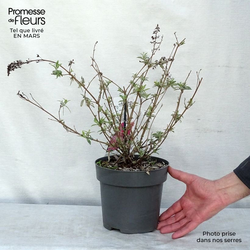 Example of Vlinderstruik Pink Panther - Buddleja davidii Pot van 2 l/3 l as you get in hiver