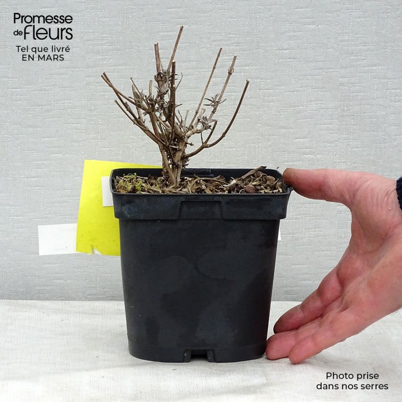 Example of Vlinderstruik Prince Charming - Buddleja davidii Pot van 2 l/3 l as you get in hiver