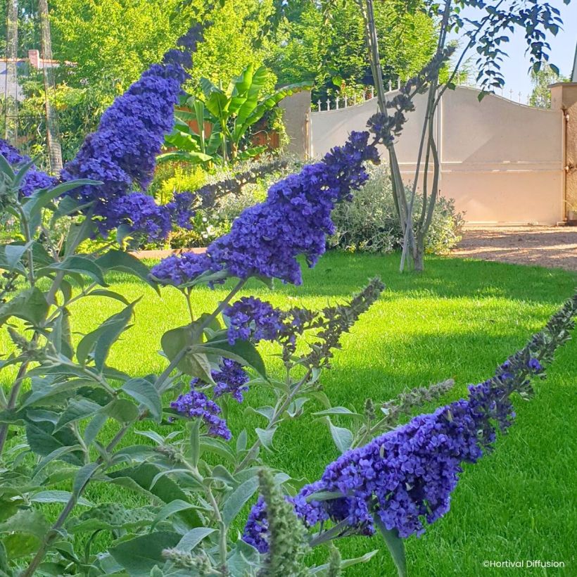 Vlinderstruik Rêve de Papillon Blue - Buddleja davidii (Flowering)