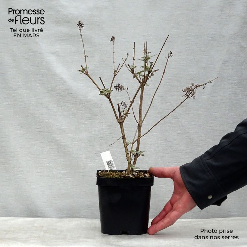 Exemplaar van Vlinderstruik Rêve de Papillon Roze - Buddleja davidii Pot van 2 l/3 l zoals geleverd in de lente