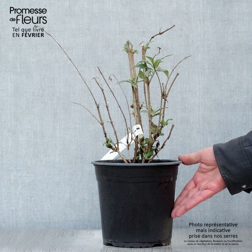 Example of Buddleia davidii Rêve de Papillon Pink - Arbre aux papillons Pot van 4 l/5 l as you get in hiver