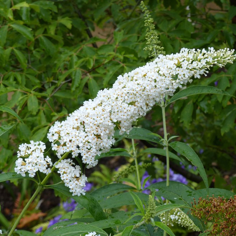 Vlinderstruik Rêve de Papillon Wit - Buddleja davidii (Flowering)