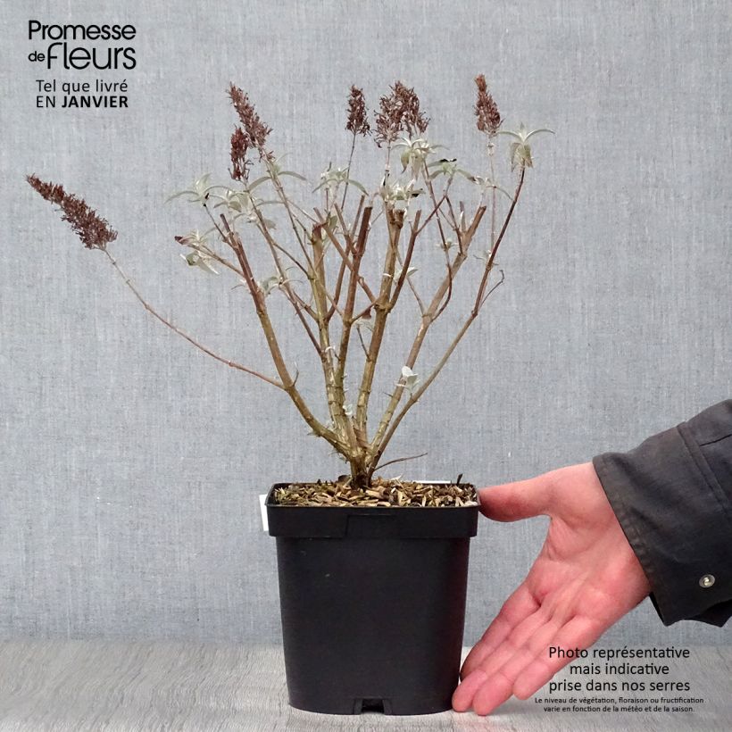 Example of Buddleia davidii Reve de Papillon White - Arbre aux papillons Pot van 2 l/3 l as you get in hiver