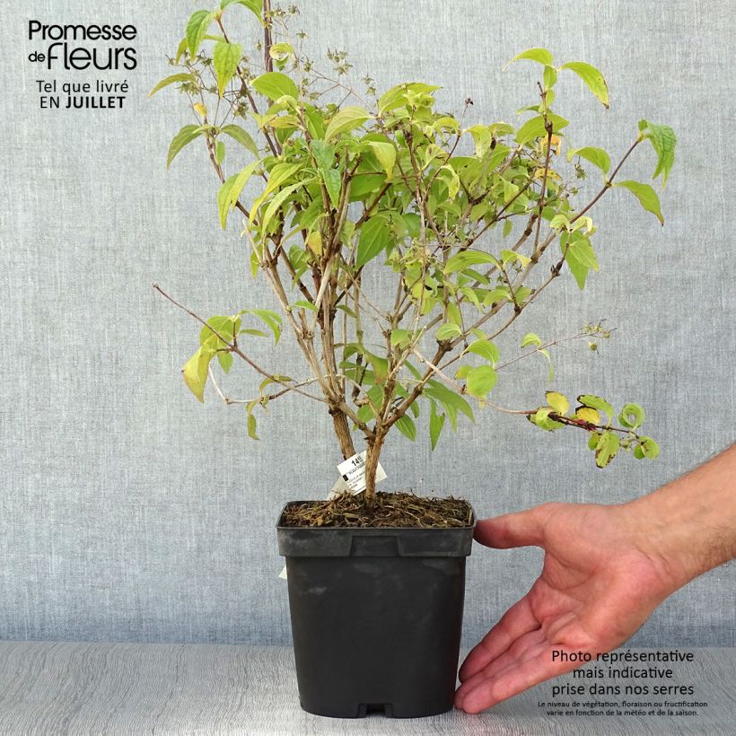 Exemplaar van Vlinderstruik Rêve de Papillon Wit - Buddleja davidii Pot van 2 l/3 l zoals geleverd in de zomer
