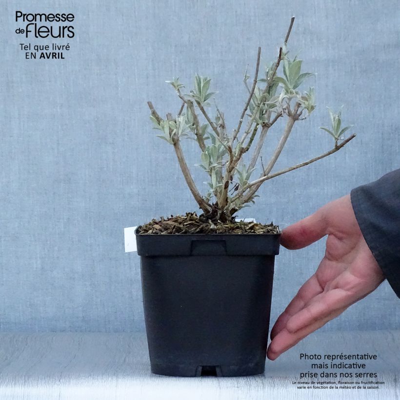 Exemplaar van Vlinderstruik Rêve de Papillon Wit - Buddleja davidii Pot van 2 l/3 l zoals geleverd in de lente