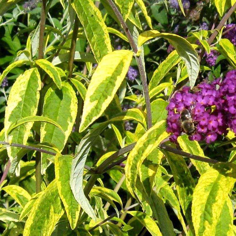 Vlinderstruik Santana - Buddleja davidii (Foliage)