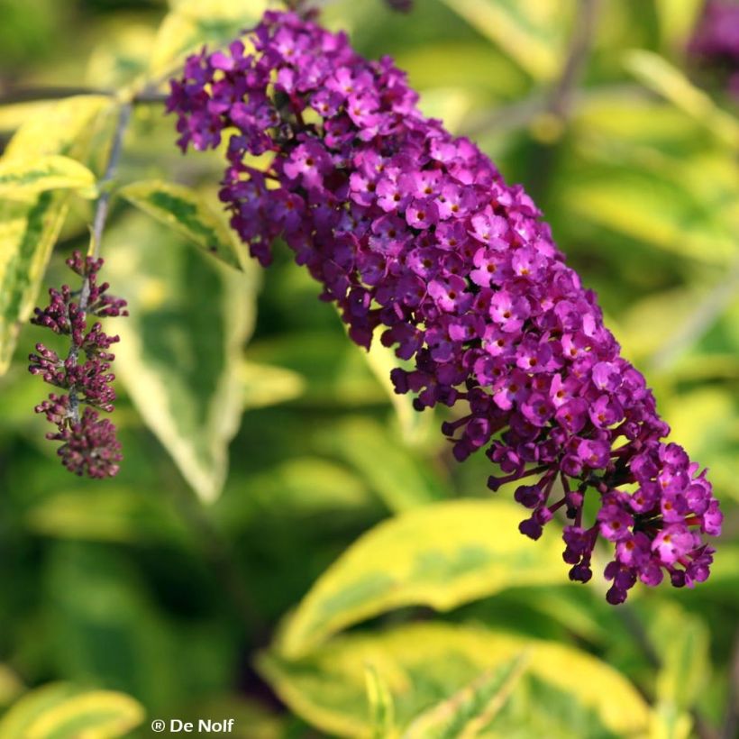 Vlinderstruik Santana - Buddleja davidii (Flowering)