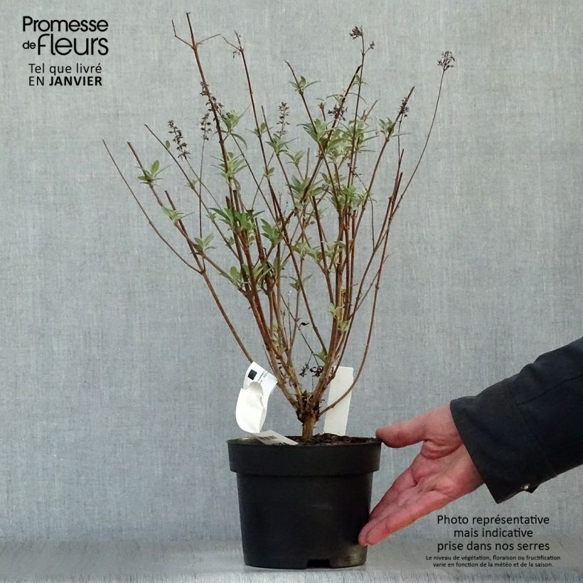 Example of Vlinderstruik Sophie - Buddleja davidii Pot van 2 l/3 l as you get in hiver