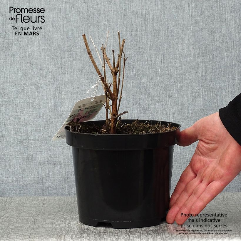 Example of Buddleia davidii Summer Beauty Pot van 2 l/3 l as you get in hiver