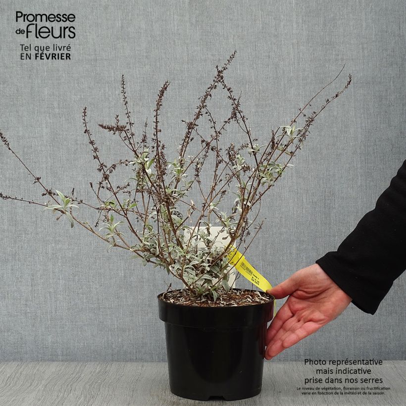 Example of Vlinderstruik White Ball - Buddleja davidii Pot van 3 l/4 l as you get in hiver