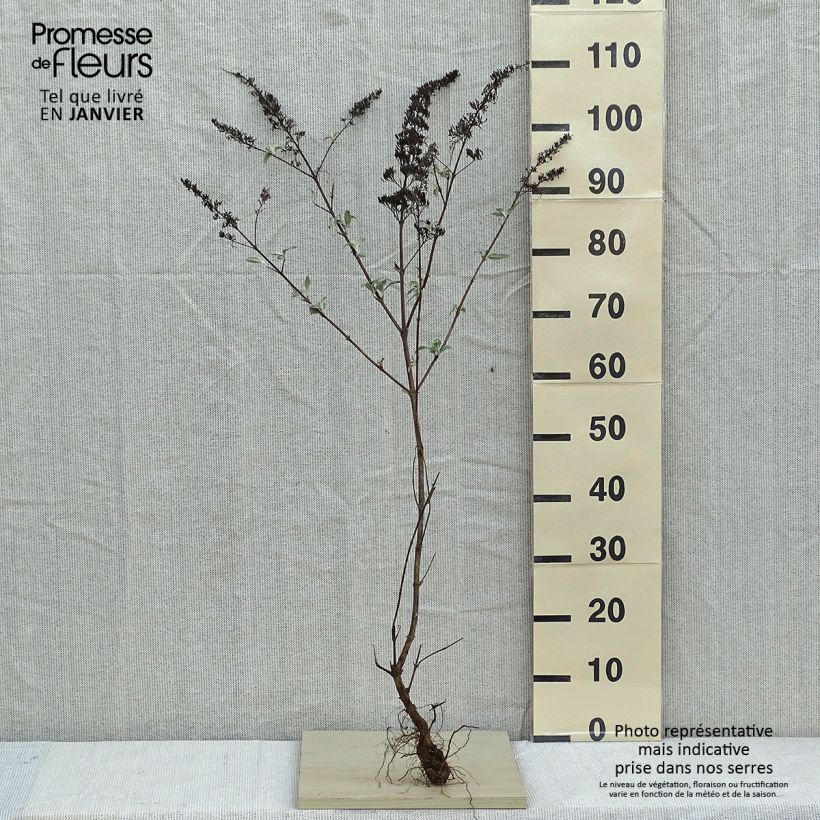 Example of Vlinderstruik White Profusion - Buddleja davidii Naakte wortel as you get in hiver