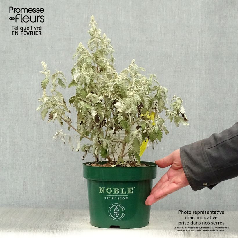 Example of Buddleia glomerata Silver Service - Arbre aux papillons  Pot van 3 l/4 l as you get in hiver