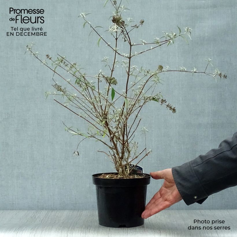 Example of Buddleia davidii Nanho Blue  - Arbre aux papillons nain Pot van 3 l/4 l as you get in hiver