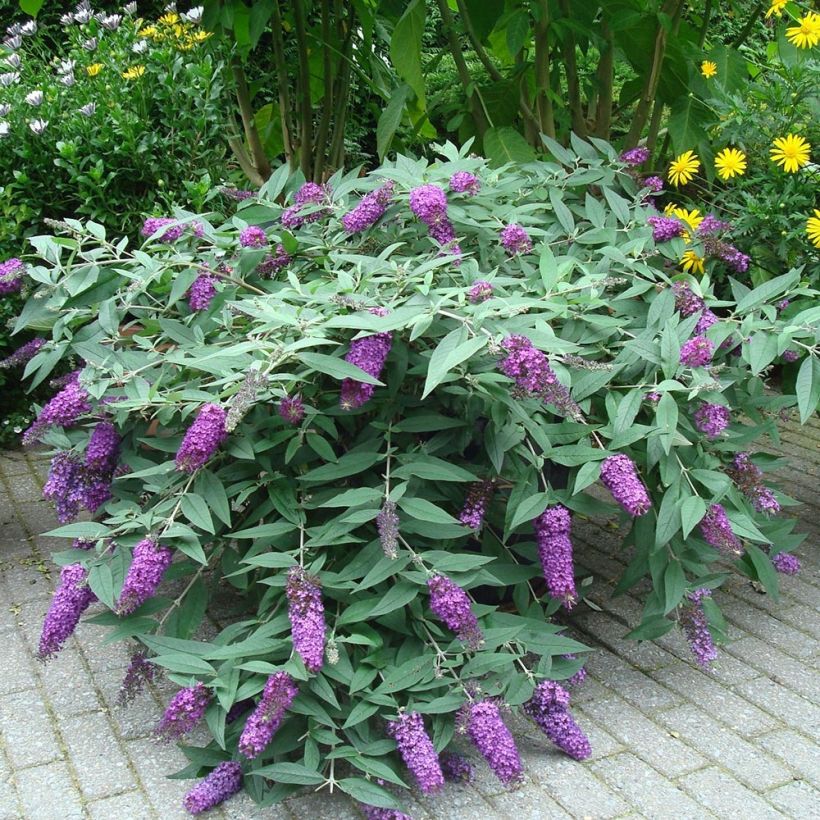 Vlinderstruik BLOOMTASTIC Dreaming Lavender - Buddleja davidii (Plant habit)