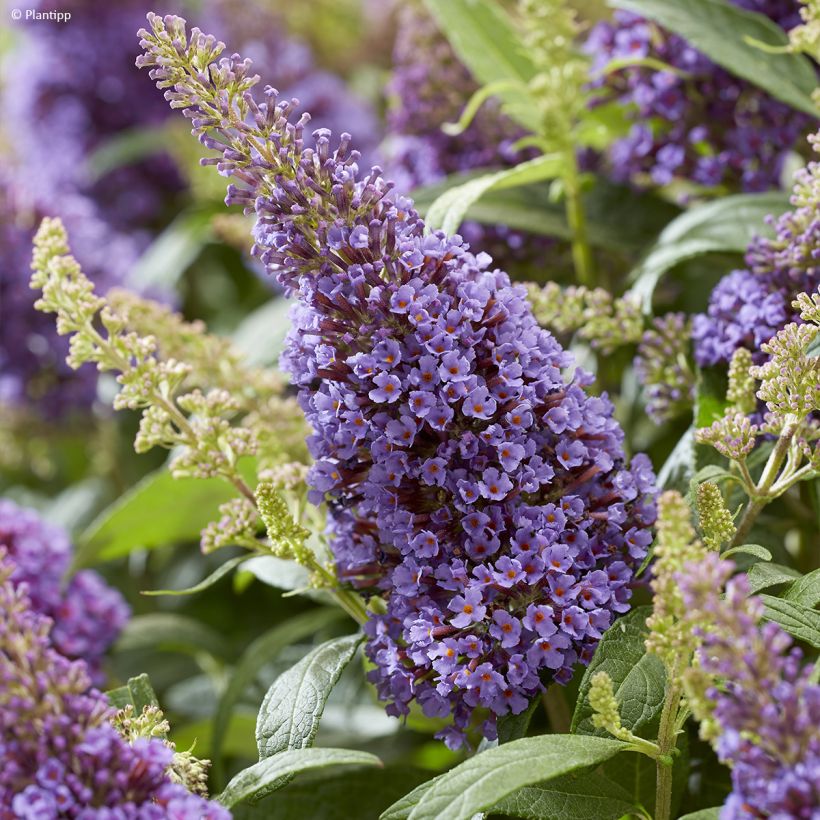 Vlinderstruik Butterfly Candy Little Lila - Buddleja davidii (Flowering)