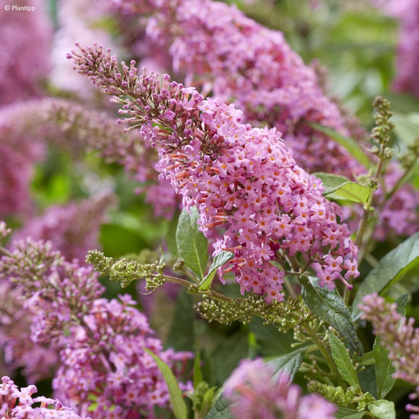 Vlinderstruik Butterfly Candy Little Roze - Buddleja davidii (Flowering)