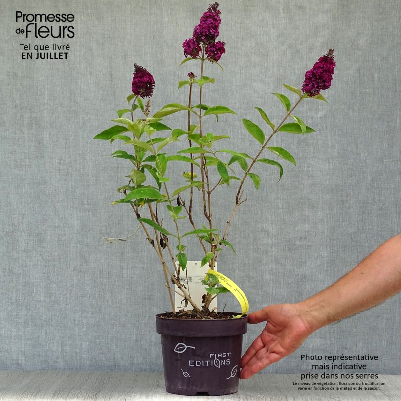 Exemplaar van Vlinderstruik Funky Fuchsia - Buddleja davidii Pot van 2 l/3 l zoals geleverd in de zomer