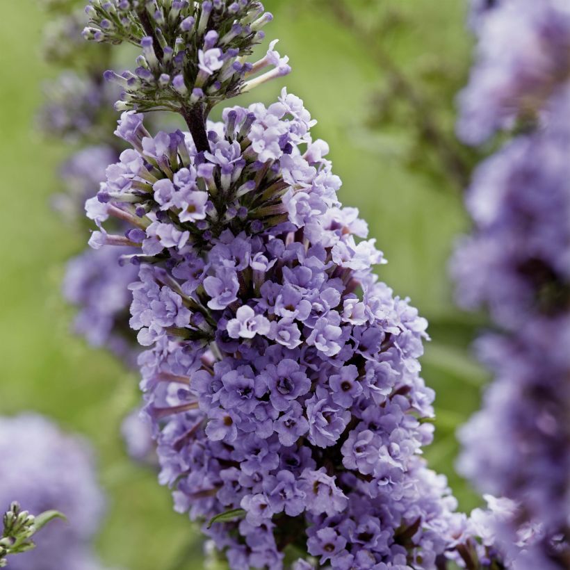 Vlinderstruik High Five Paars - Buddleja davidii (Flowering)