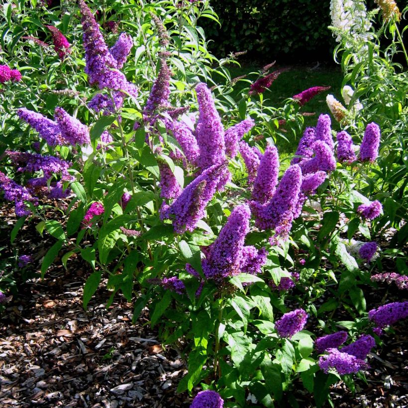 Vlinderstruik Peacock - Buddleja davidii (Plant habit)