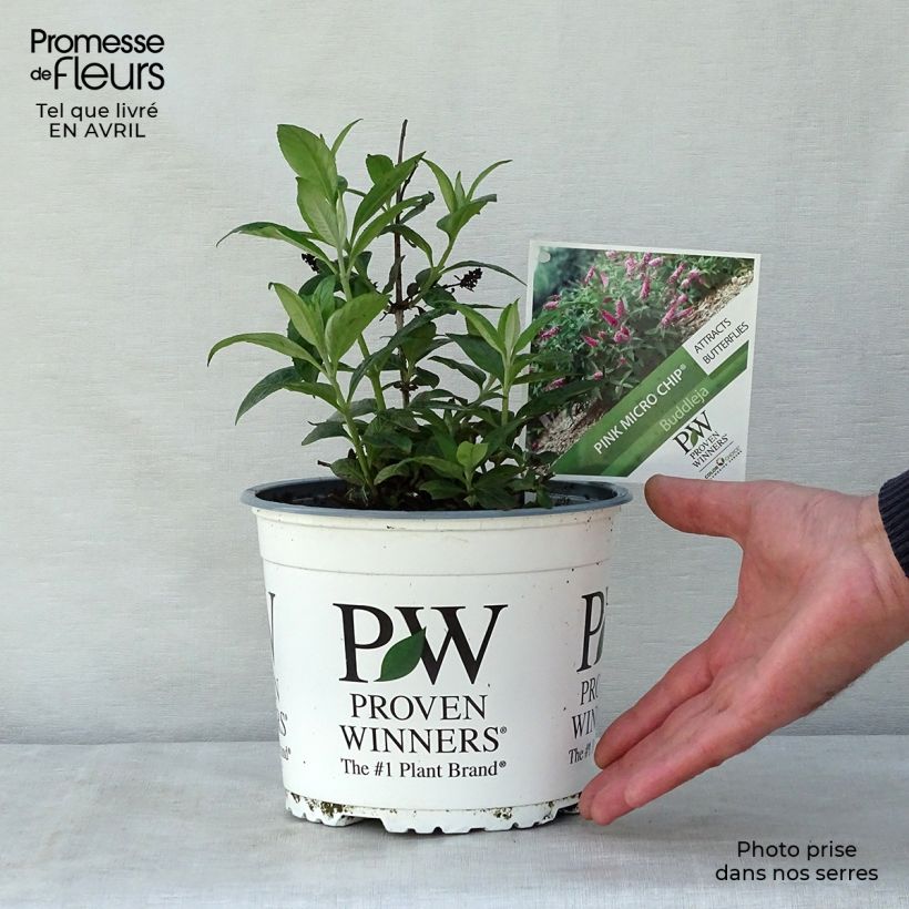 Exemplaar van Vlinderstruik Lo and Behold Roze Micro Chip - Buddleja davidii Pot van 3 l/4 l zoals geleverd in de lente