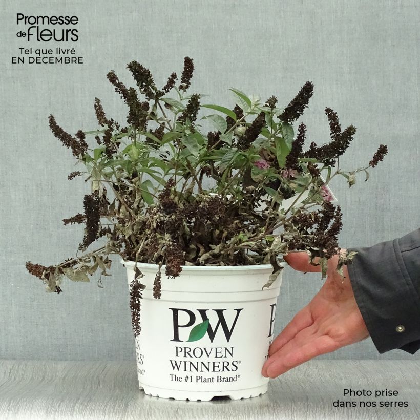 Example of Vlinderstruik Lo and Behold Roze Micro Chip - Buddleja davidii Pot van 3 l/4 l as you get in hiver