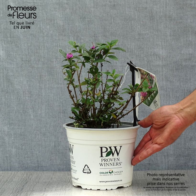 Exemplaar van Vlinderstruik Lo and Behold Roze Micro Chip - Buddleja davidii Pot van 3 l/4 l zoals geleverd in de zomer