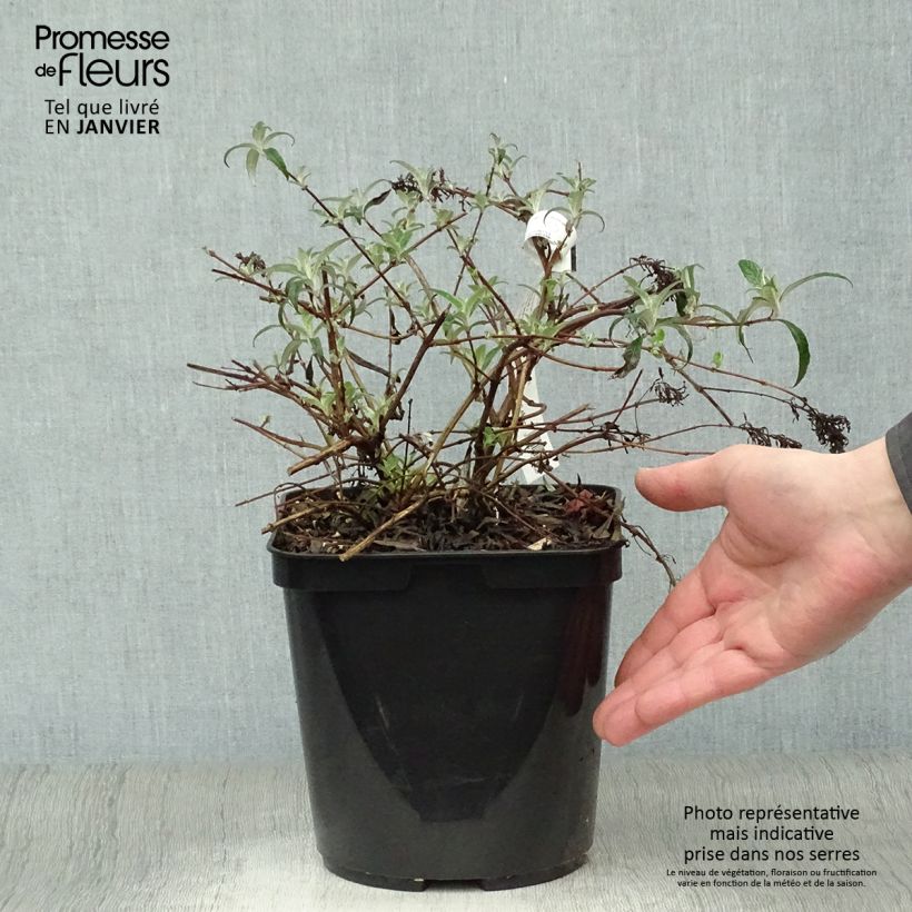 Example of Vlinderstruik Wisteria Lane - Buddleja davidii Pot van 3 l/4 l as you get in hiver