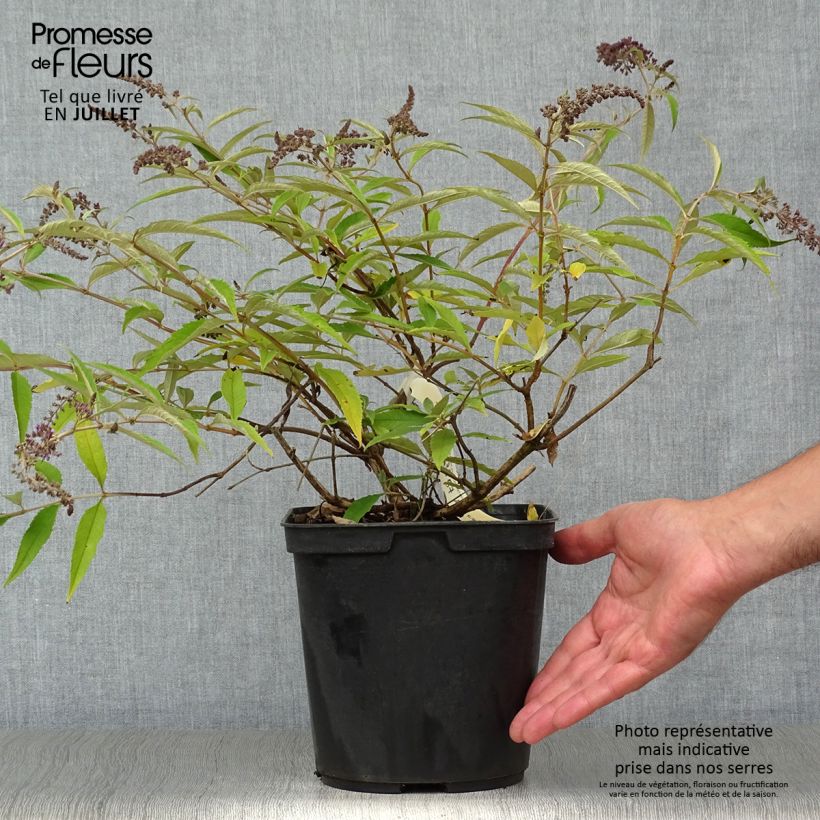 Exemplaar van Vlinderstruik Wisteria Lane - Buddleja davidii Pot van 3 l/4 l zoals geleverd in de zomer