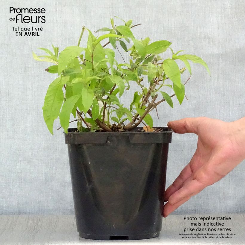 Exemplaar van Vlinderstruik Wisteria Lane - Buddleja davidii Pot van 3 l/4 l zoals geleverd in de lente