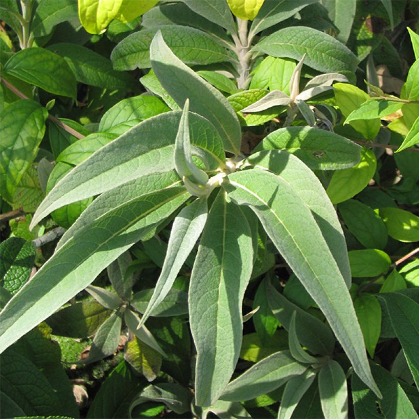 Buddleja colvilei - Colvile-vlinderstruik (Foliage)