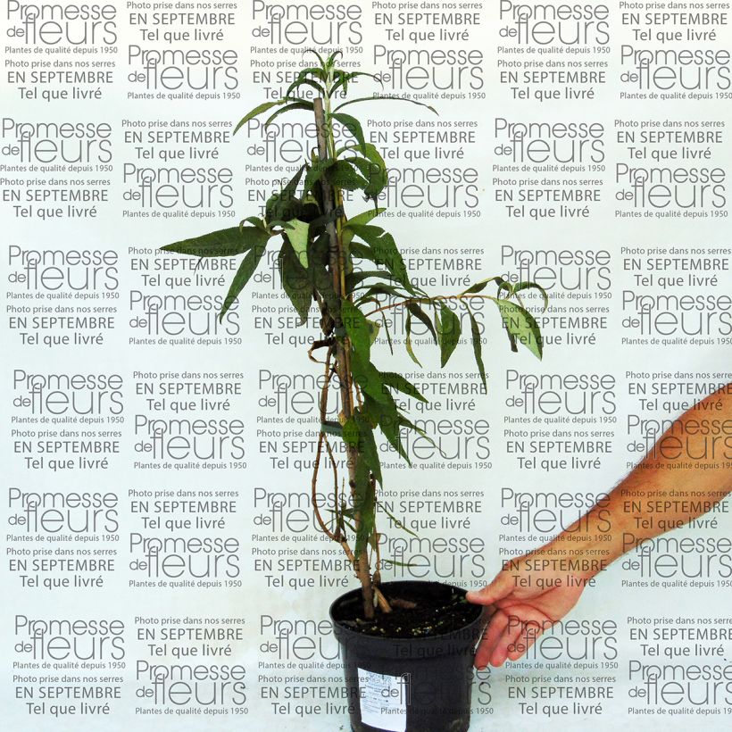 Example of Buddleja colvilei - Arbre aux papillons Pot van 2 l/3 l as you get