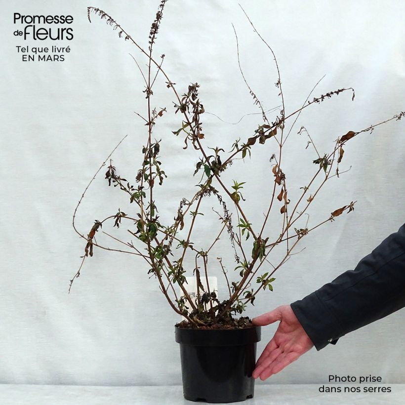 Exemplaar van Vlinderstruik Argus Velvet - Buddleja davidii Pot van 3 l/4 l zoals geleverd in de lente