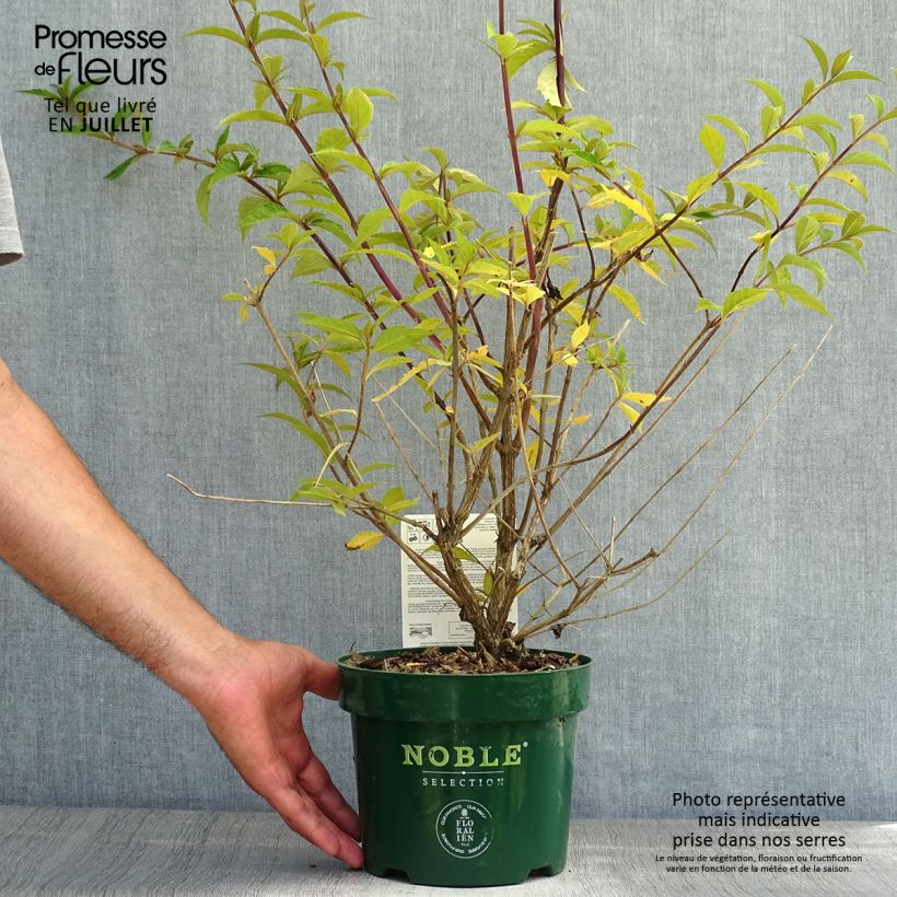 Exemplaar van Vlinderstruik Argus Velvet - Buddleja davidii Pot van 3 l/4 l zoals geleverd in de zomer