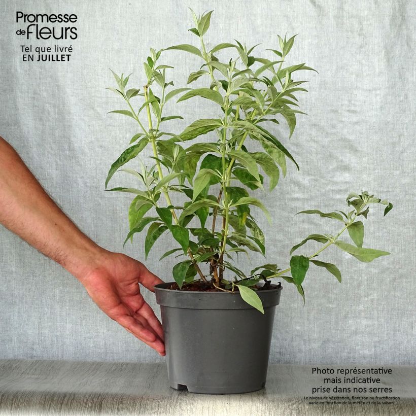 Exemplaar van Vlinderstruik Argus Wit - Buddleja davidii Pot van 3 l/4 l zoals geleverd in de zomer