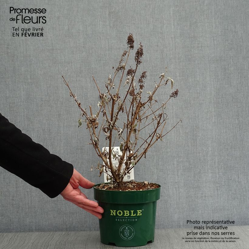 Example of Buddleja davidii Argus White - Arbre aux papillons Pot van 3 l/4 l as you get in hiver