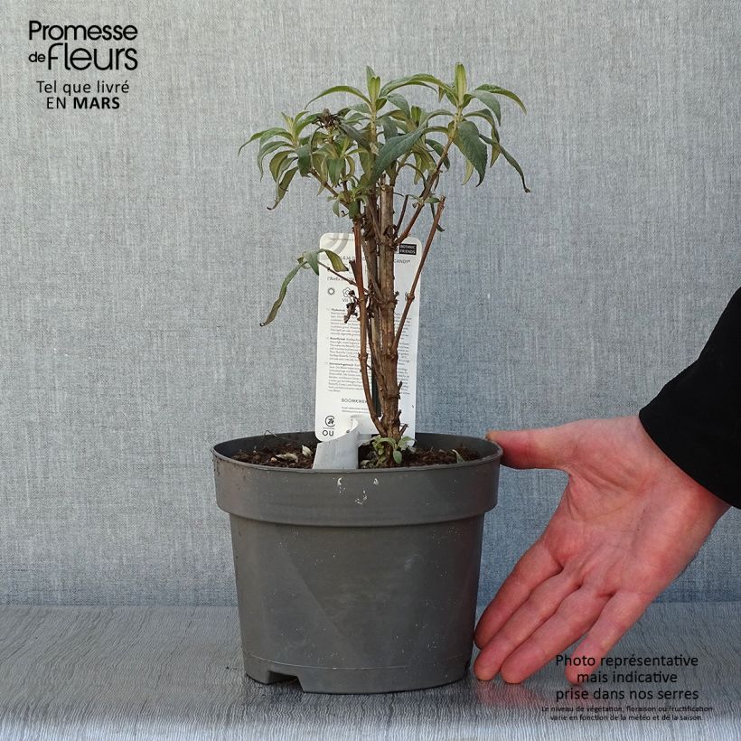 Example of Buddleja davidii Butterfly Candy Little Pink - Arbre aux papillons nain Pot van 3 l/4 l as you get in hiver