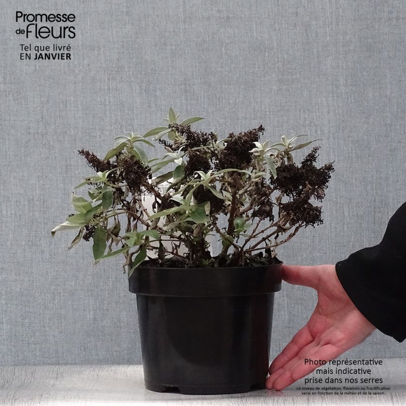 Example of Vlinderstruik Butterfly Candy Lila Sweetheart - Buddleja davidii Pot van 3 l/4 l as you get in hiver