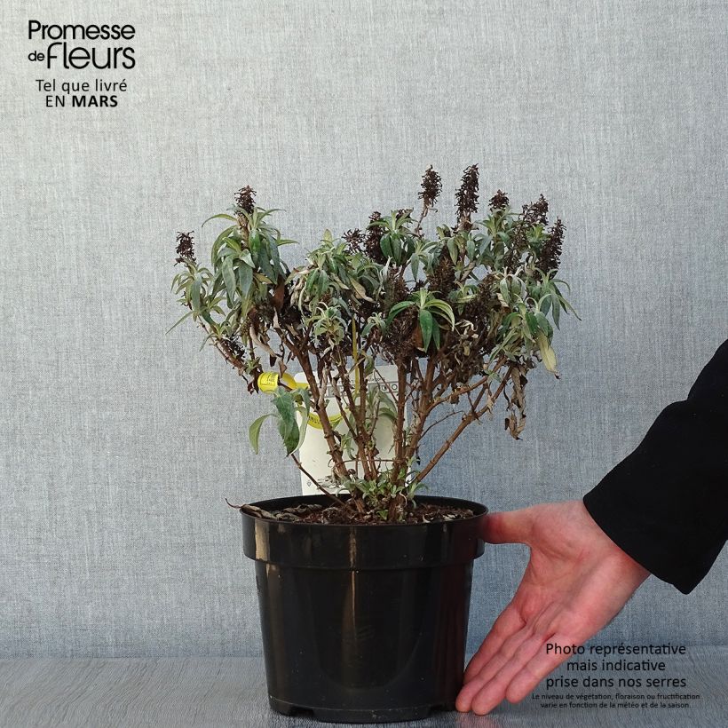 Example of Vlinderstruik Butterfly Candy Little Lila - Buddleja davidii Pot van 3 l/4 l as you get in hiver